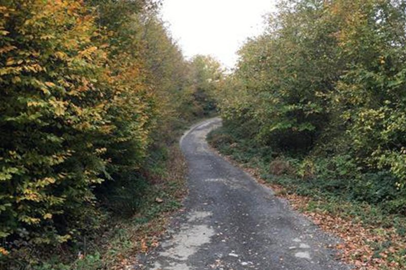 Alemdağ Ormanı Doğa Yürüyüşü