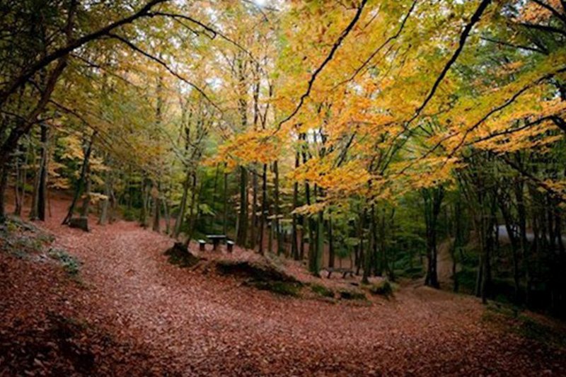 BELGRAD ORMANI DOĞA YÜRÜYÜŞÜ