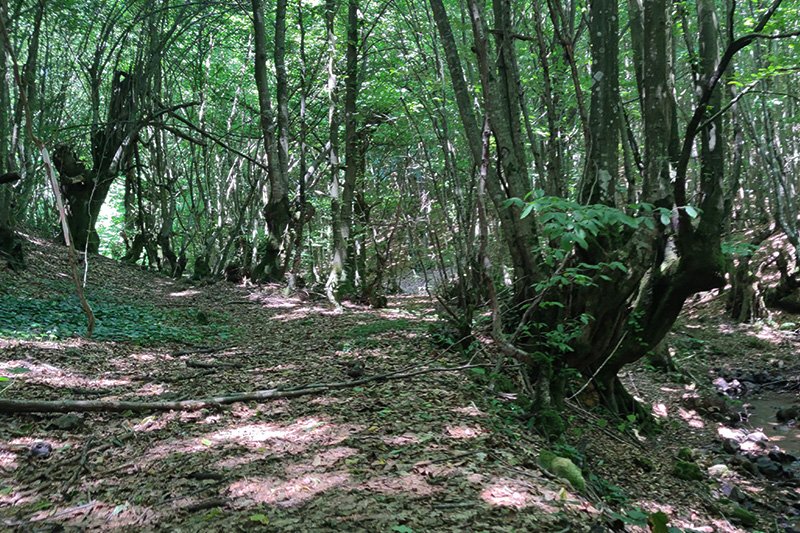 ERİKLİ ÇİFTE ŞELALE DOĞA YÜRÜYÜŞÜ